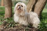 LHASSA APSO 221